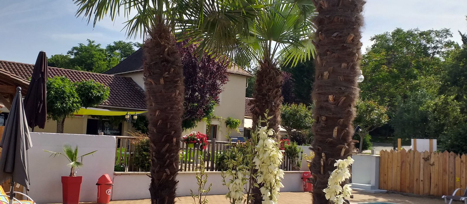 la piscine et ses palmiers