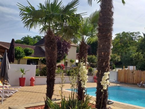 la piscine et ses palmiers