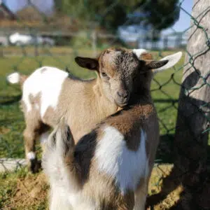 mini-ferme